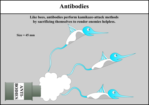 Antibodies
