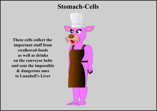 Stomach-Cells